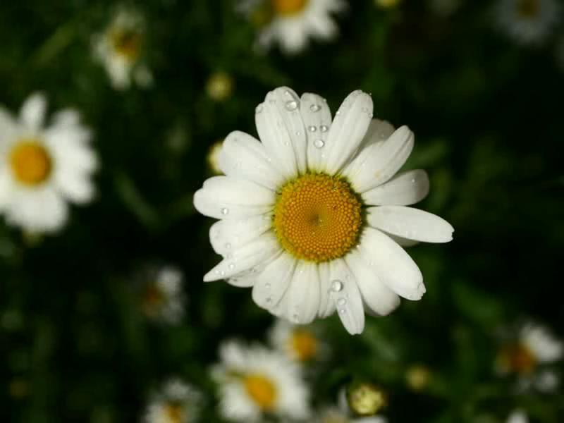 Spring Flowers Screensaver