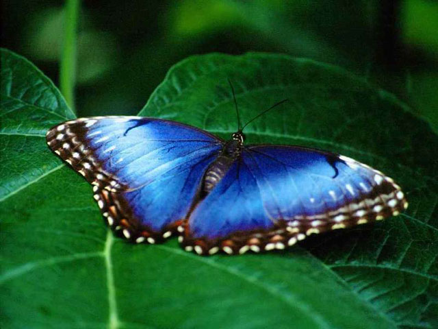 Free Living Butterfly Screensaver