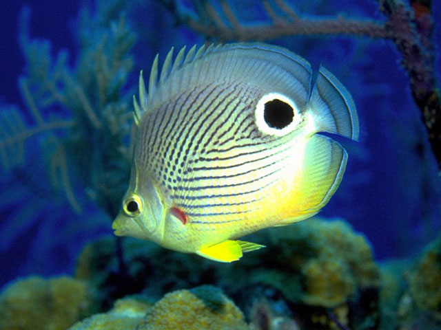 Free Fish Aquarium Screensaver