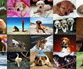 Dogs Photo Screensaver