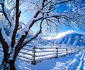 White Winter Screensaver