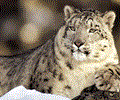 Gorgeous Leopards Screensaver