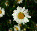 Spring Flowers Screensaver