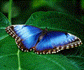 Free Living Butterfly Screensaver