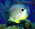 Free Fish Aquarium Screensaver