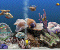 Marine Aquarium 3