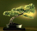 Bonsai Gallery Screensaver Collection