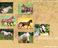Horses World Screensaver