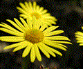 Free Extraordinary Flowers Screensaver