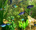 Aqua 3D Screensaver