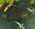 Koi Fish 3D Screensaver