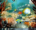 Tropical Fish 3D Screensaver